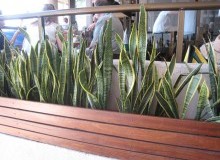 Kwikfynd Indoor Planting
quindanning