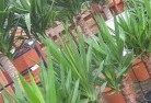 Quindanningplant-nursery-10.jpg; ?>