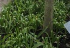 Quindanningplant-nursery-23.jpg; ?>
