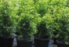 Quindanningplant-nursery-24.jpg; ?>