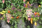 Quindanningplant-nursery-27.jpg; ?>