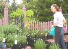 Kwikfynd Plant Nursery
quindanning